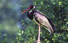 Hungary-Hungary-Somogy Naturepark Ride